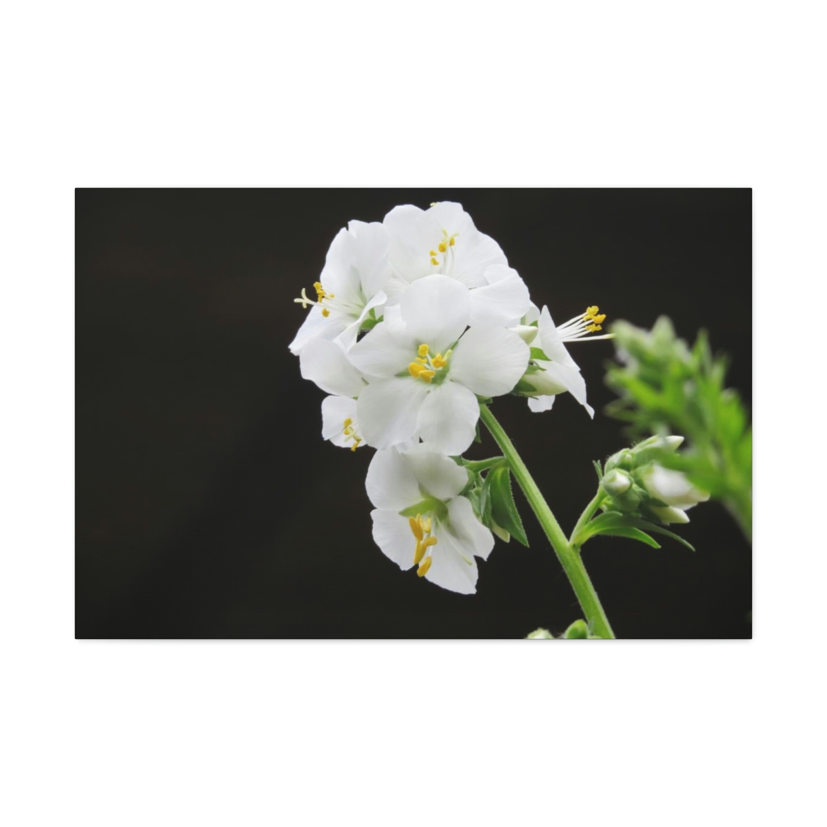 Snowdrops of Spring - Image 2