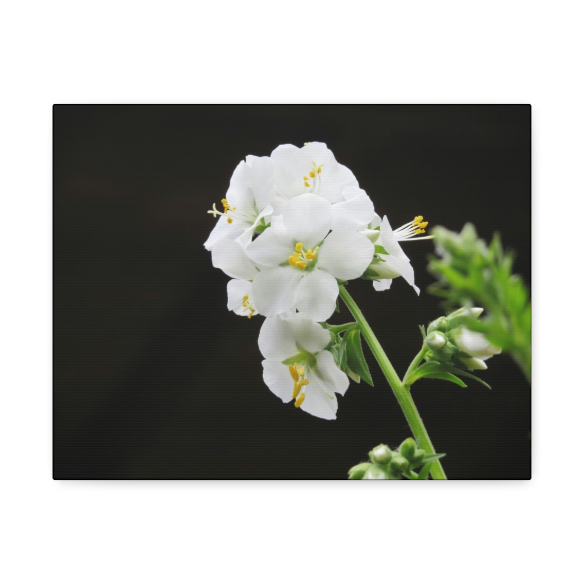 Snowdrops of Spring - Image 9