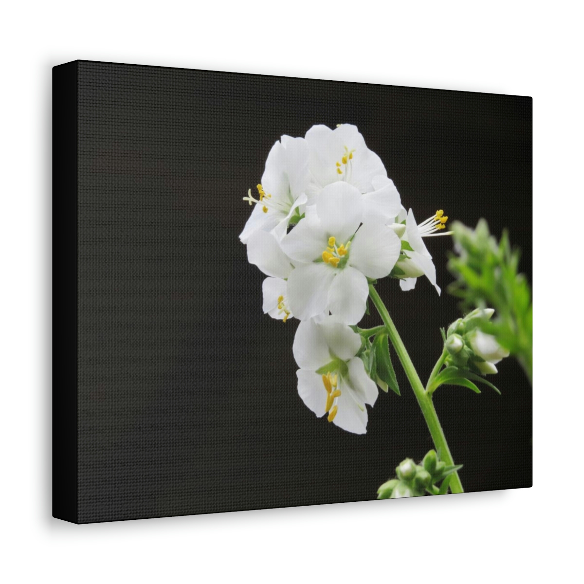 Snowdrops of Spring - Image 10