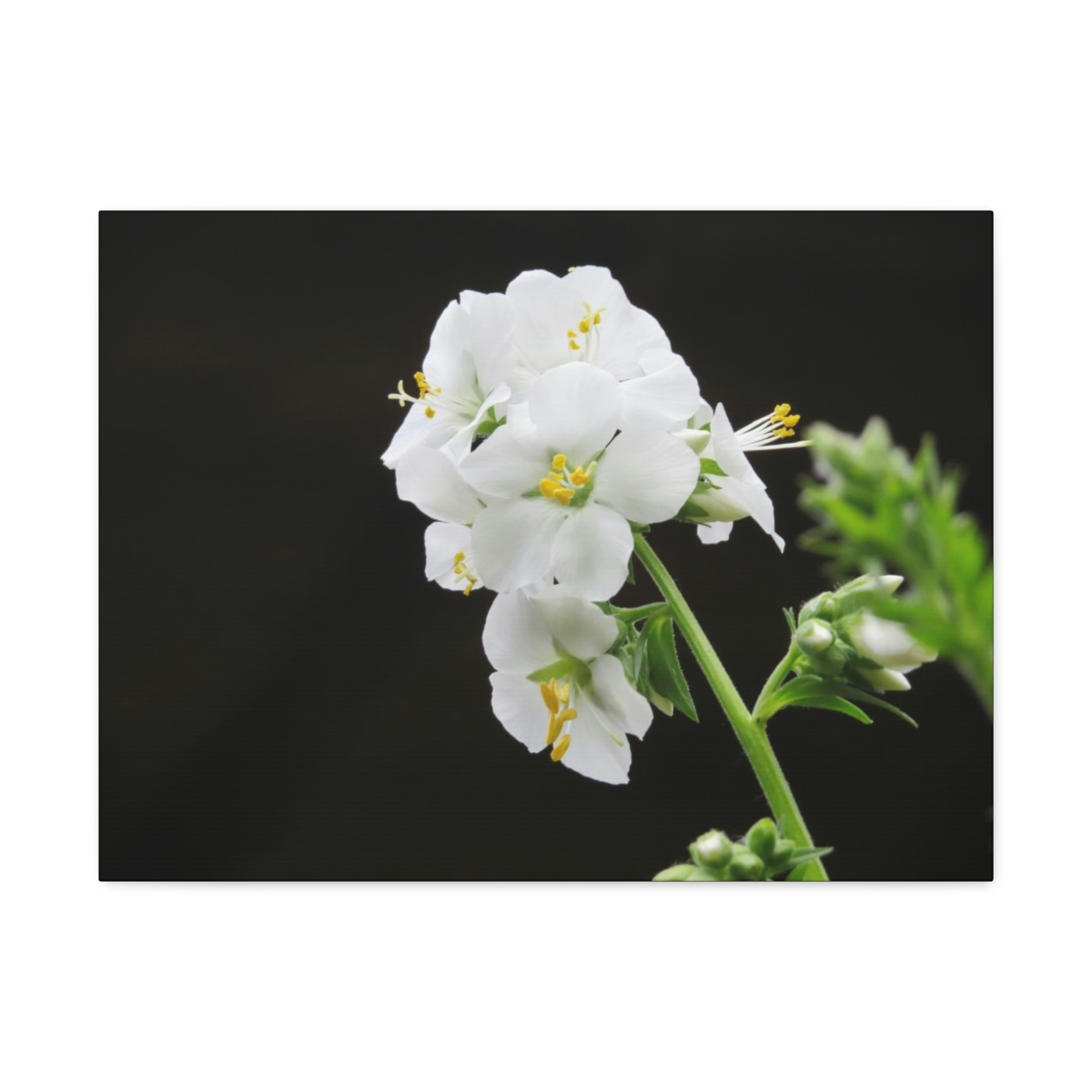 Snowdrops of Spring - Image 17