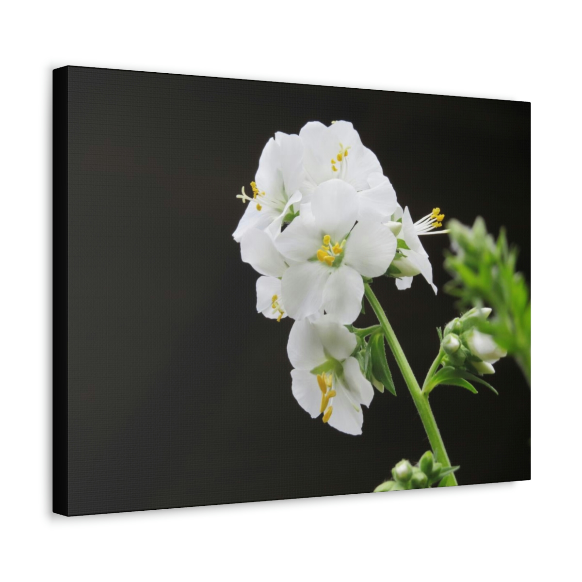 Snowdrops of Spring - Image 18