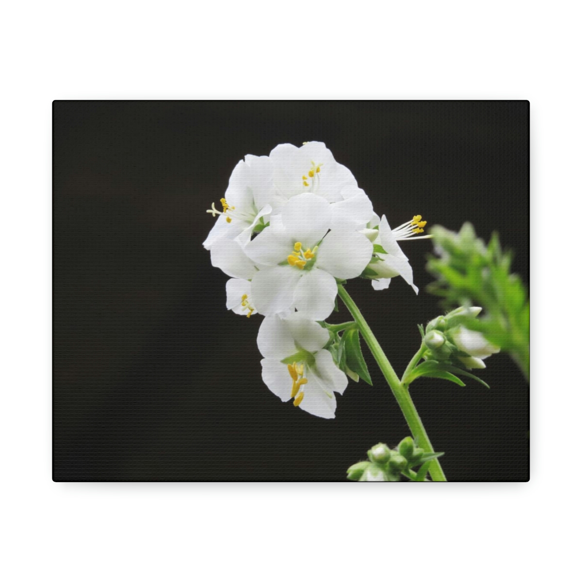 Snowdrops of Spring - Image 5