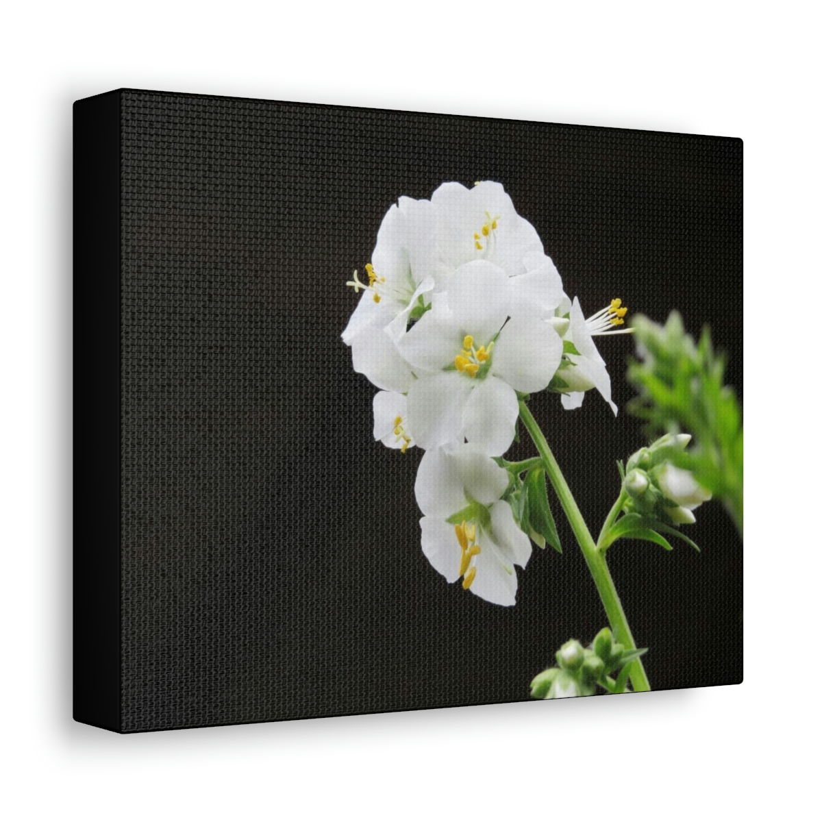 Snowdrops of Spring - Image 6