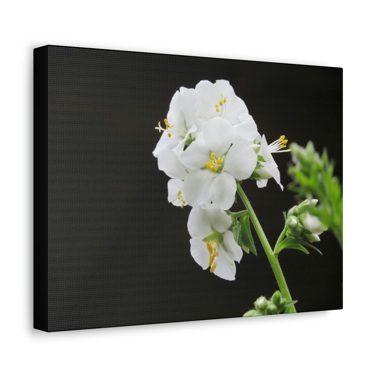 Snowdrops of Spring - Image 14