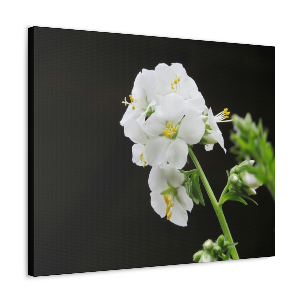 Snowdrops of Spring - Image 22