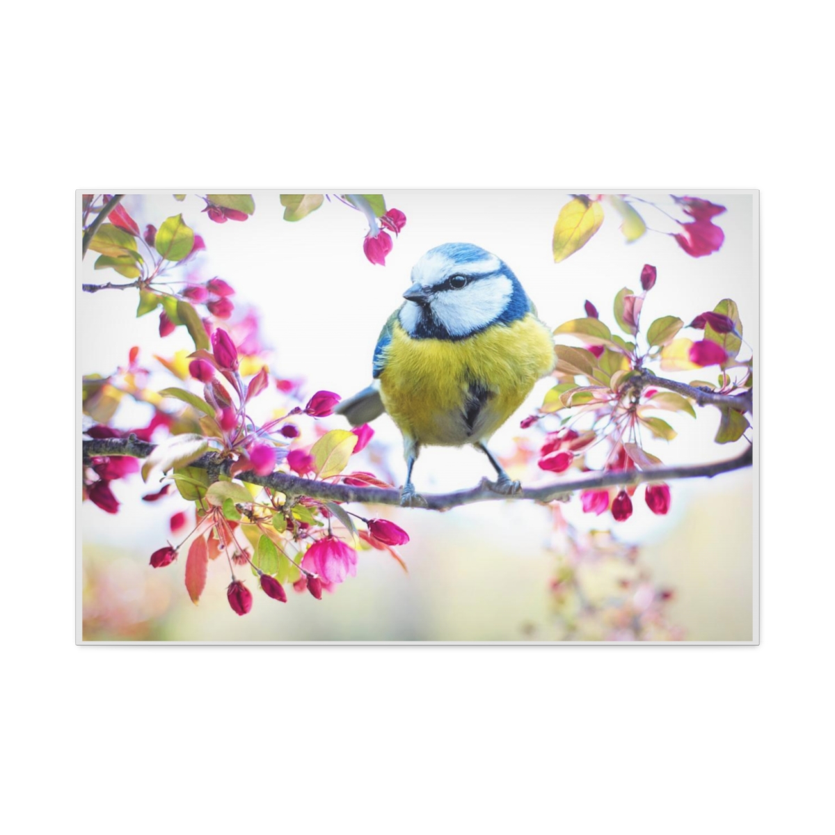 Blue Tit and Blossom - Image 2