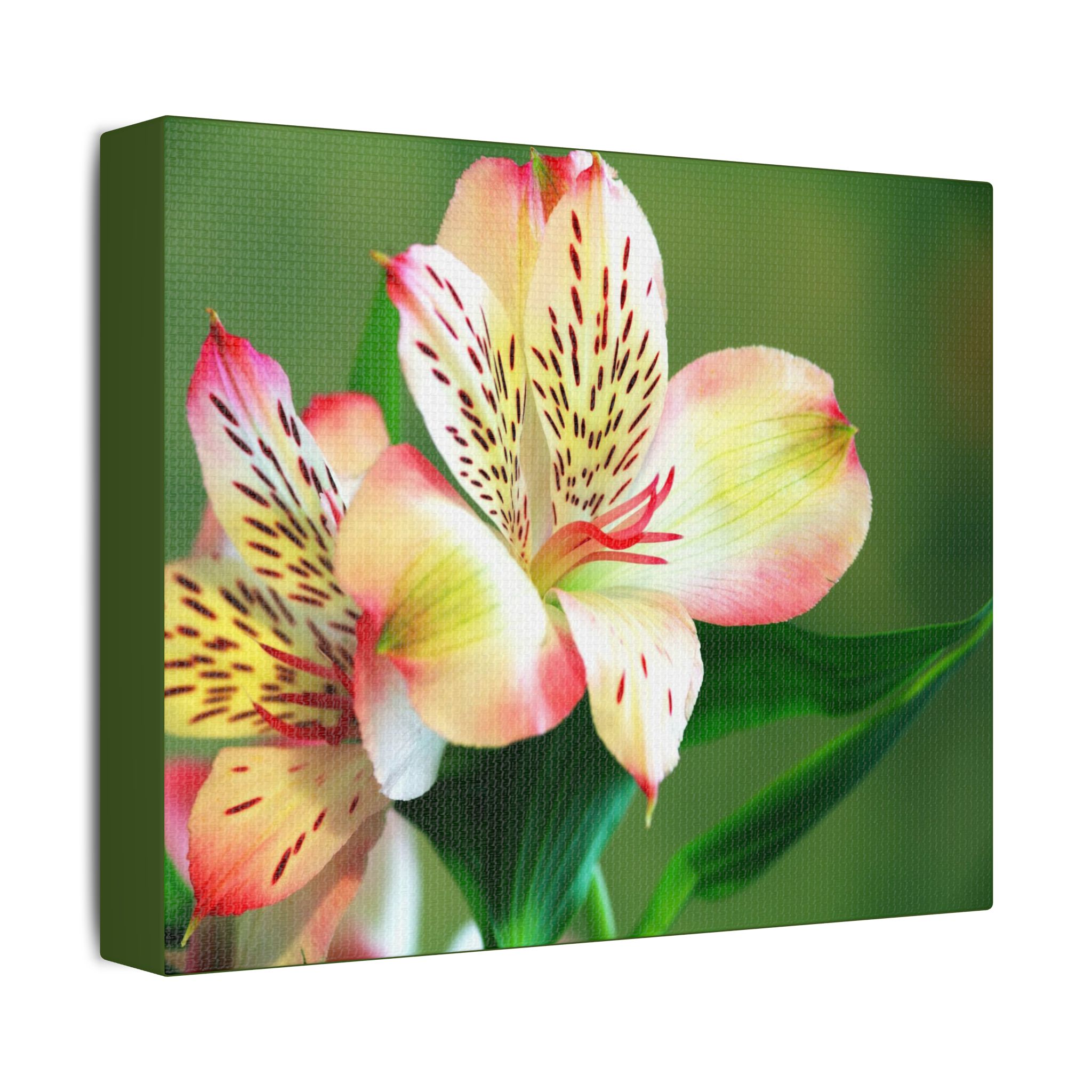 Lilly Of The Valley - Image 14