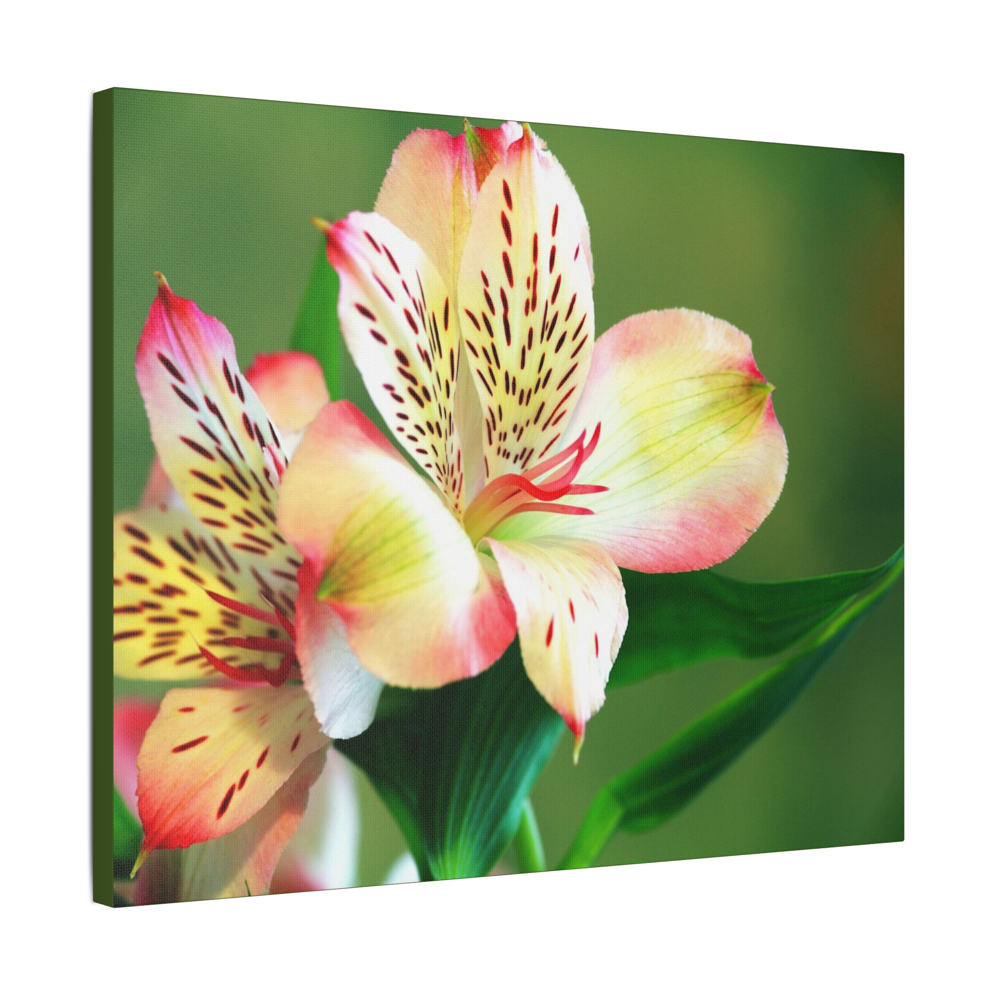 Lilly Of The Valley - Image 22