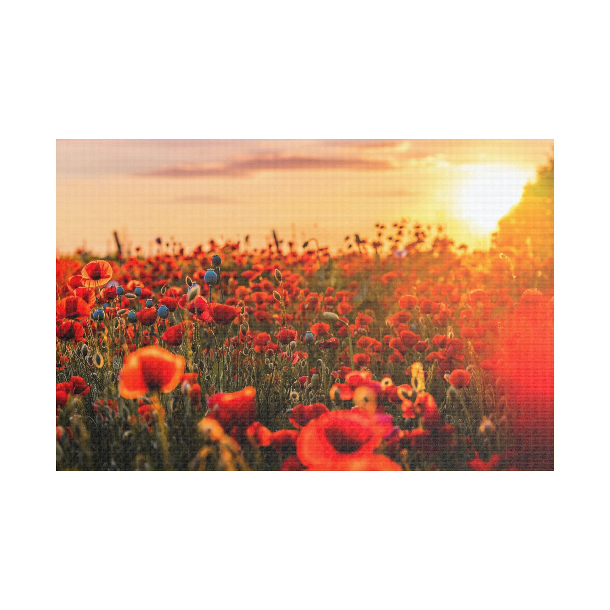 Fields for Remembrance - Image 21