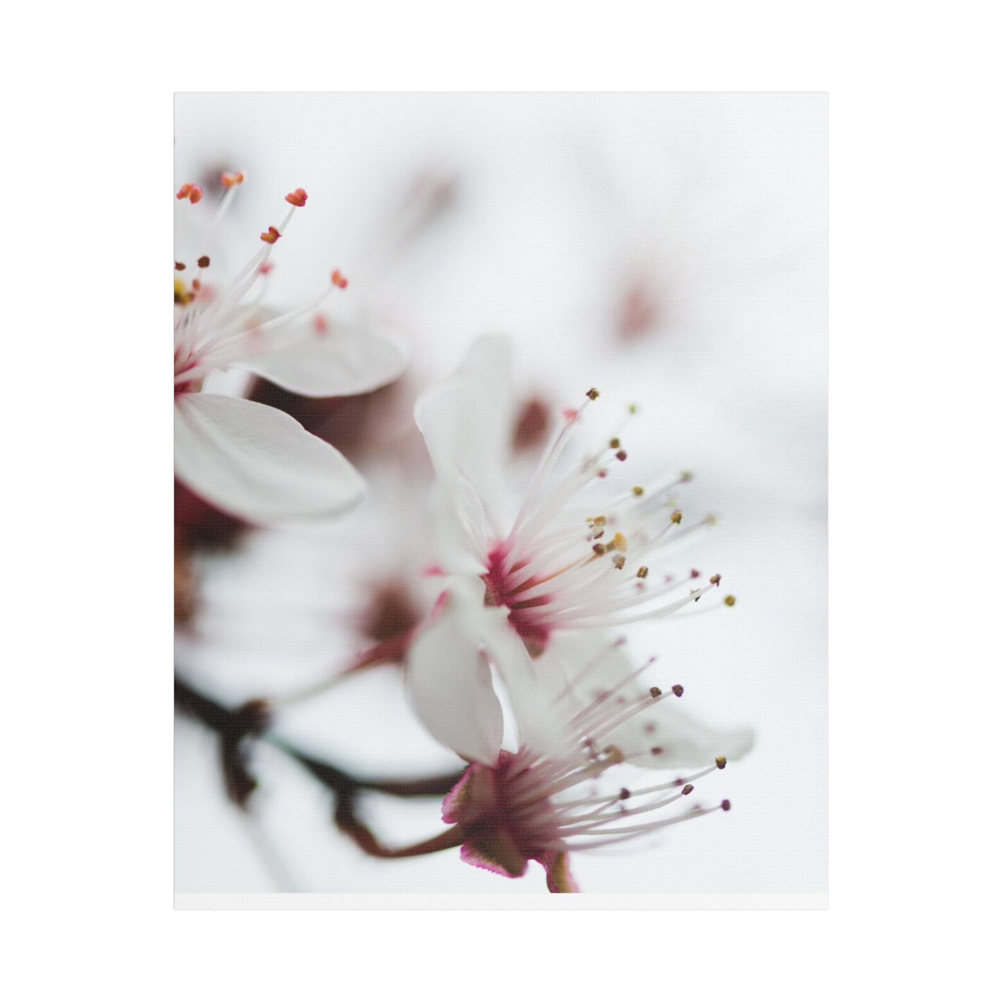 Blossoms and Spring Wishes - Image 21