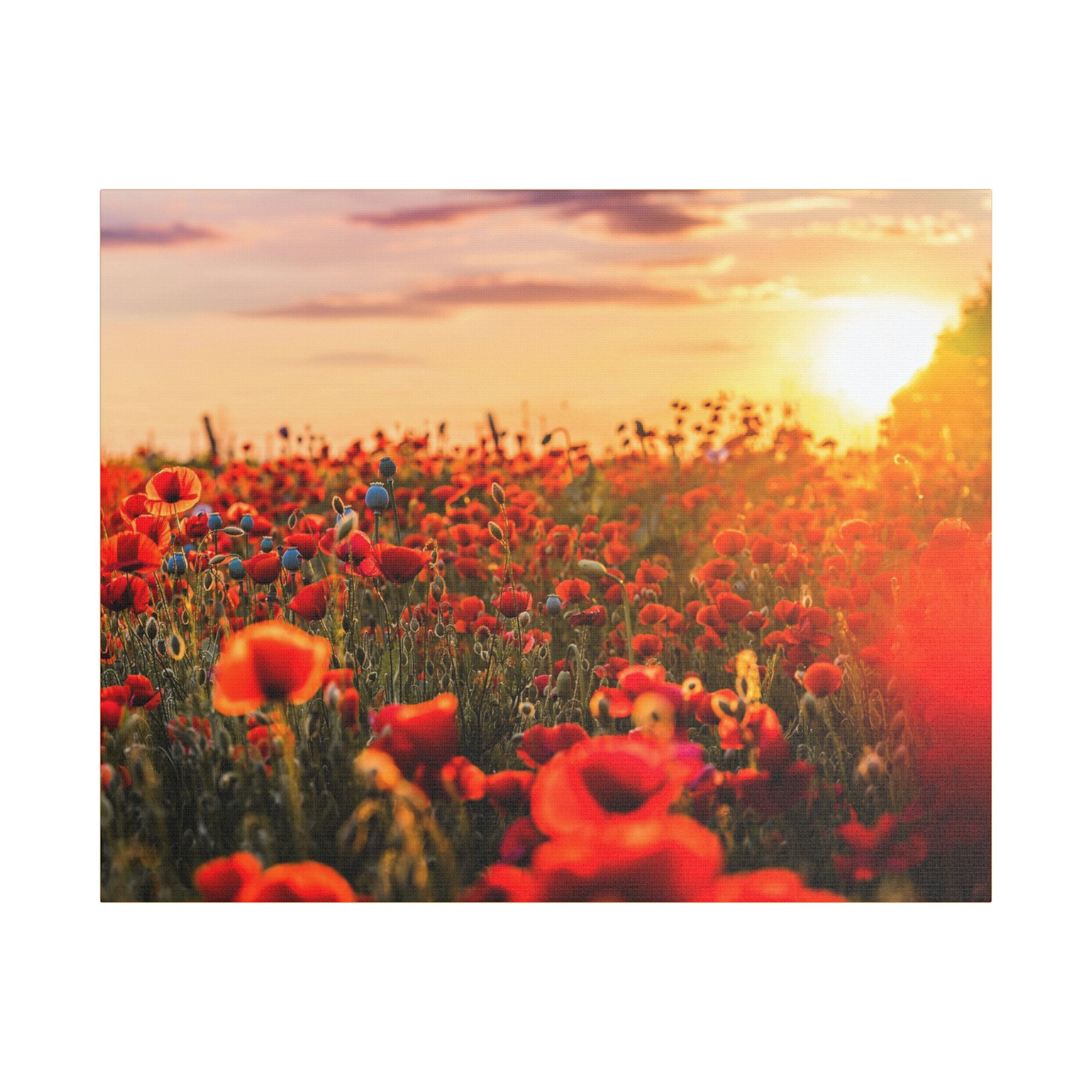 Fields for Remembrance - Image 17