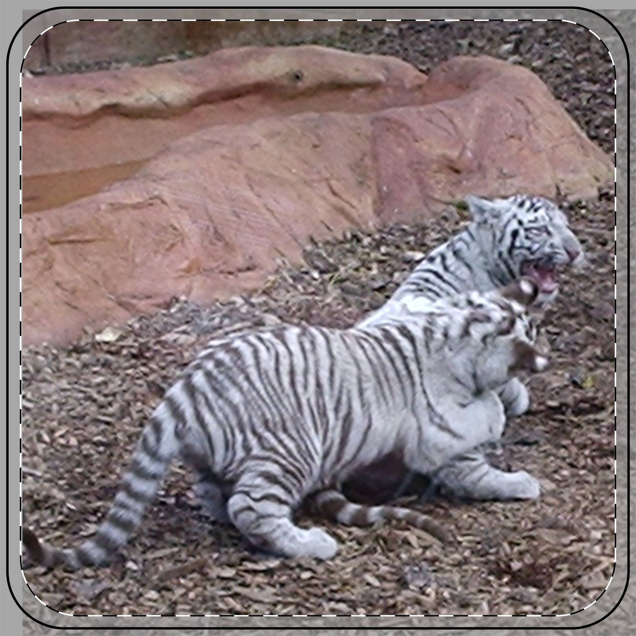 Coaster -Tigers Why Cant You Behave Funny Quote Drink Mat