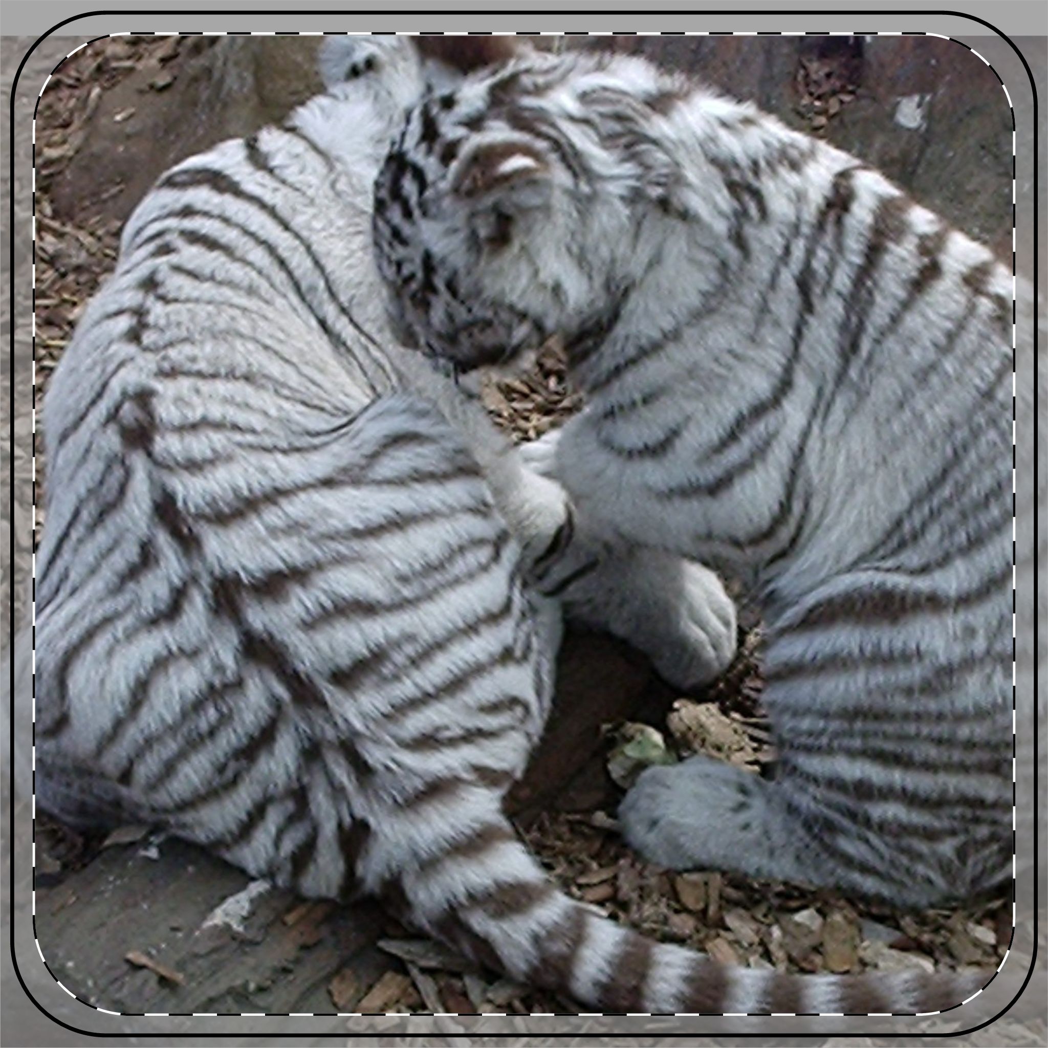 Coaster - Tiger Cubs I Really Love You Coaster