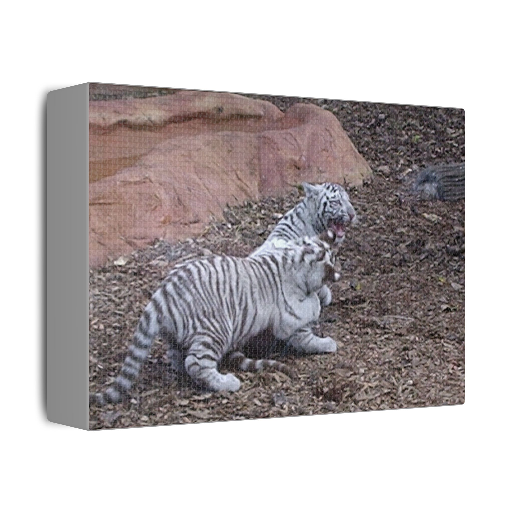 Canvas Wall Art Baby Tiger's Come On Let's Play - Image 2