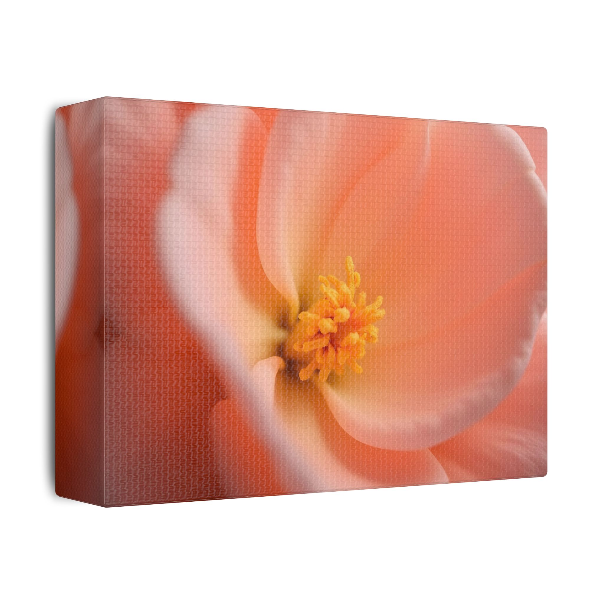 ๐ธ Forest Light Collection โ Secret Glade - Image 6