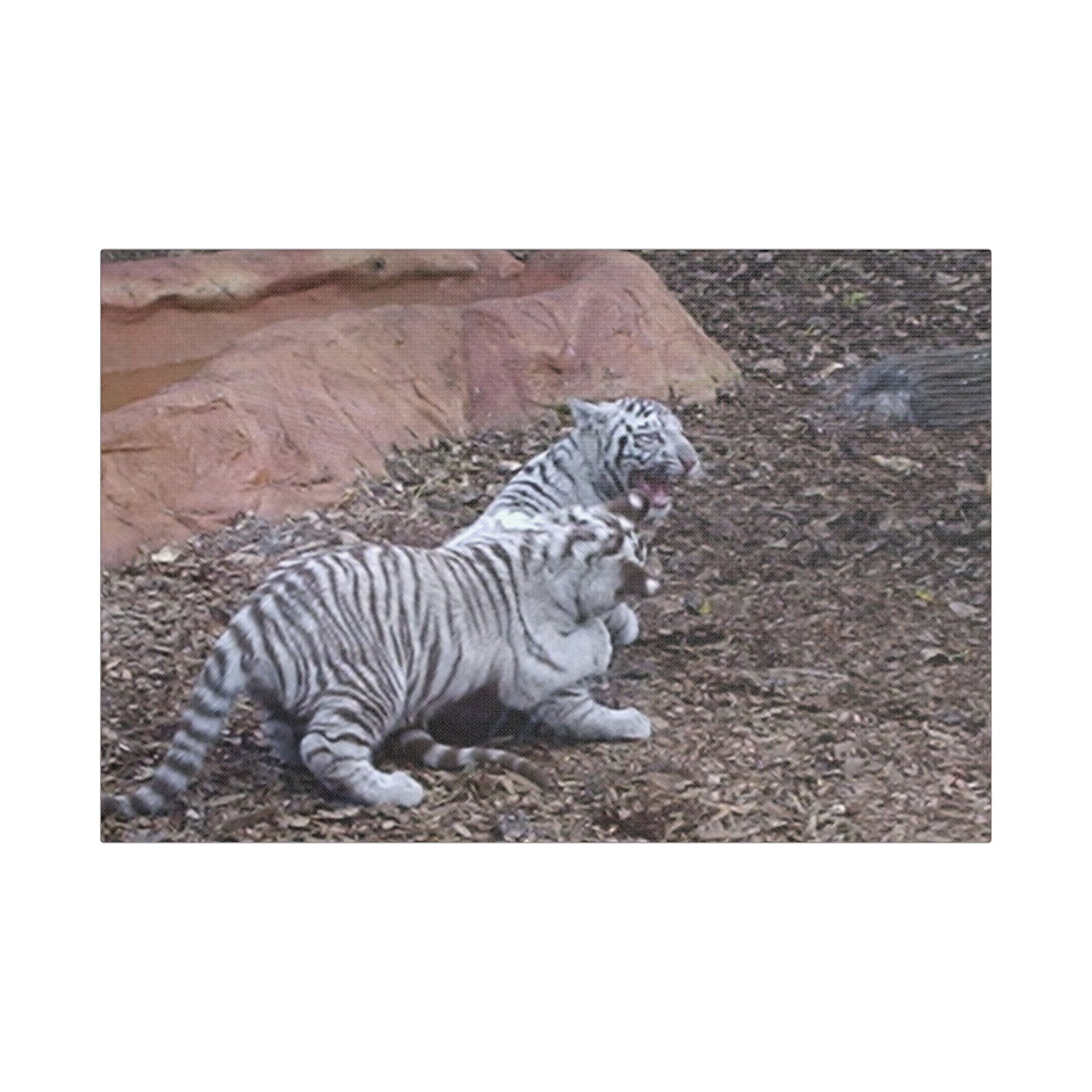 Canvas Wall Art Baby Tiger's Come On Let's Play - Image 17