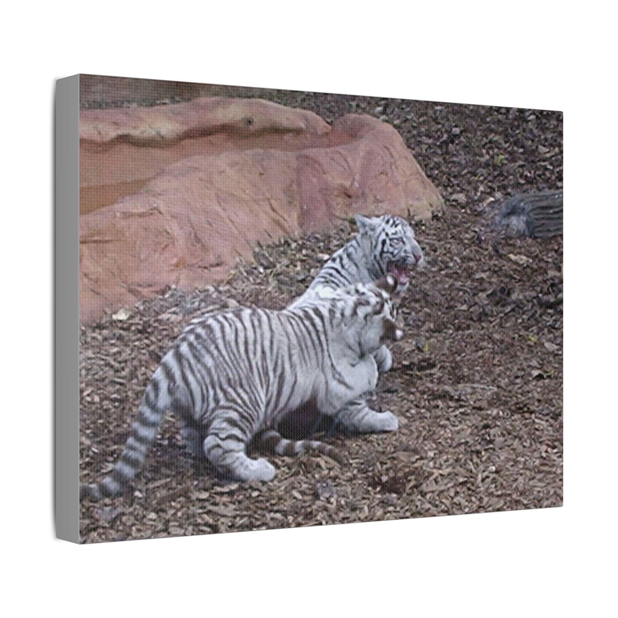Canvas Wall Art Baby Tiger's Come On Let's Play - Image 14
