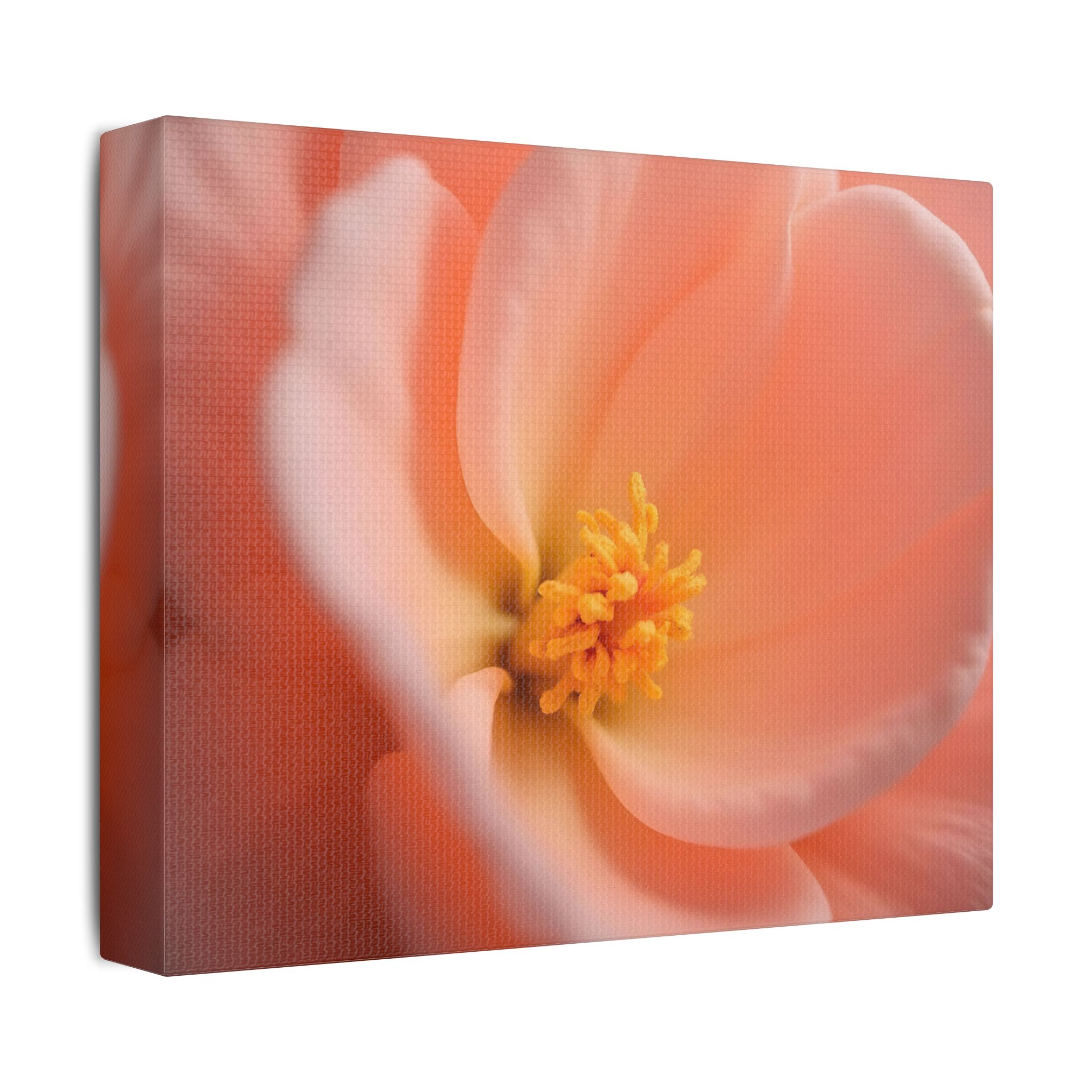 ๐ธ Forest Light Collection โ Secret Glade - Image 10