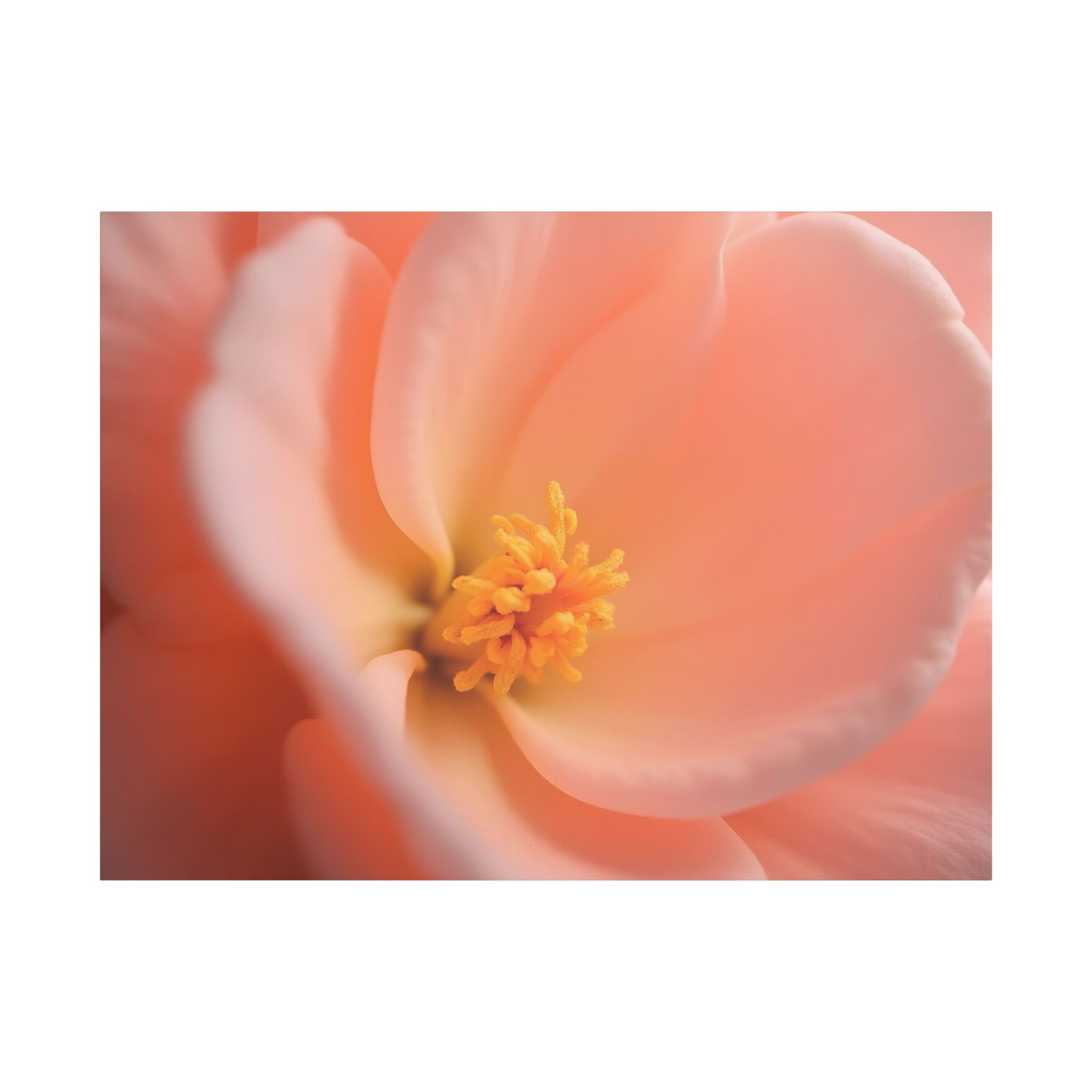 ๐ธ Forest Light Collection โ Secret Glade - Image 2