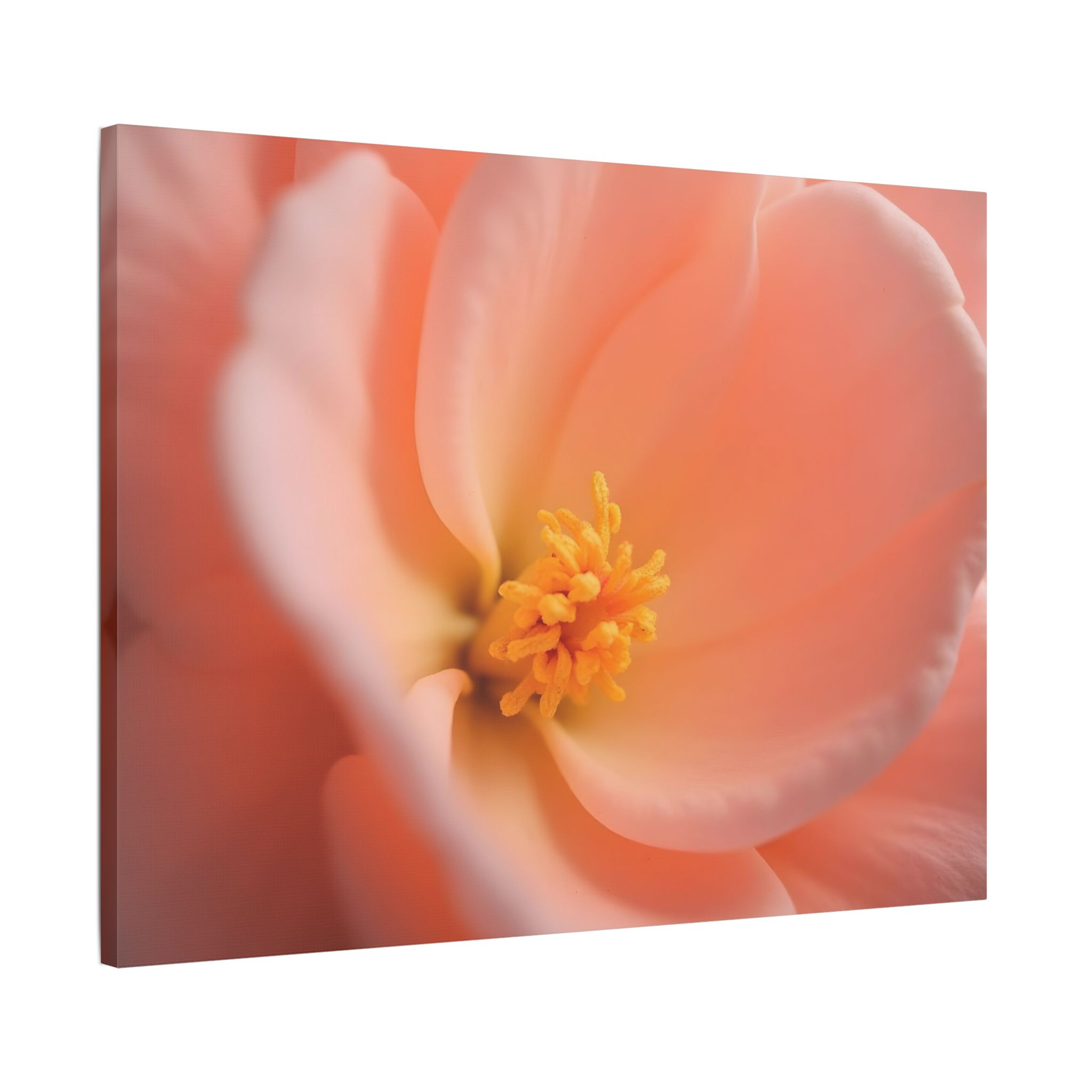 ๐ธ Forest Light Collection โ Secret Glade