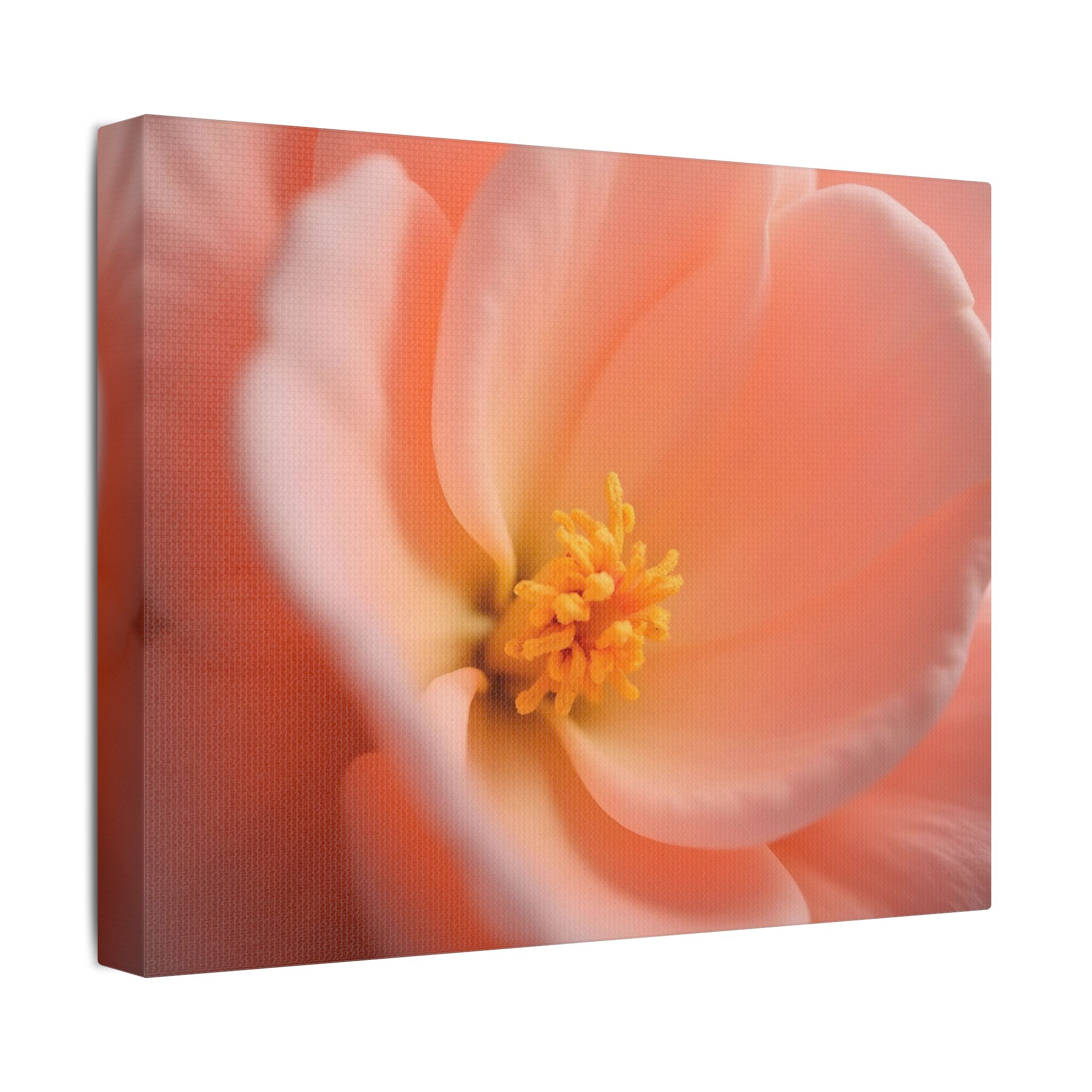 ๐ธ Forest Light Collection โ Secret Glade - Image 14