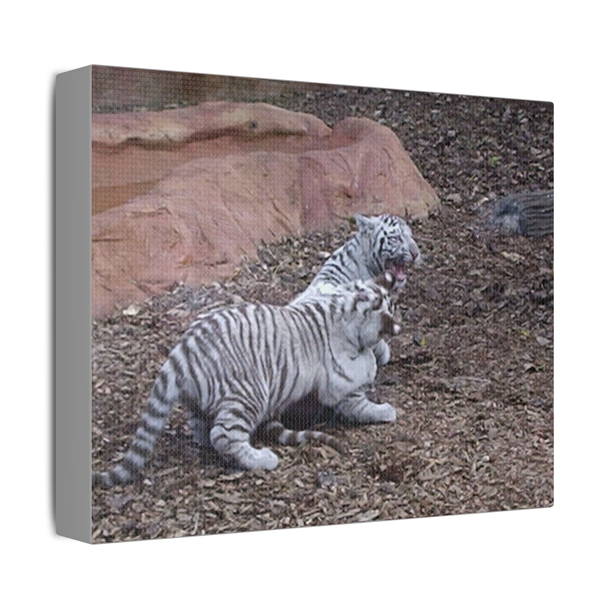 Canvas Wall Art Baby Tiger's Come On Let's Play - Image 6