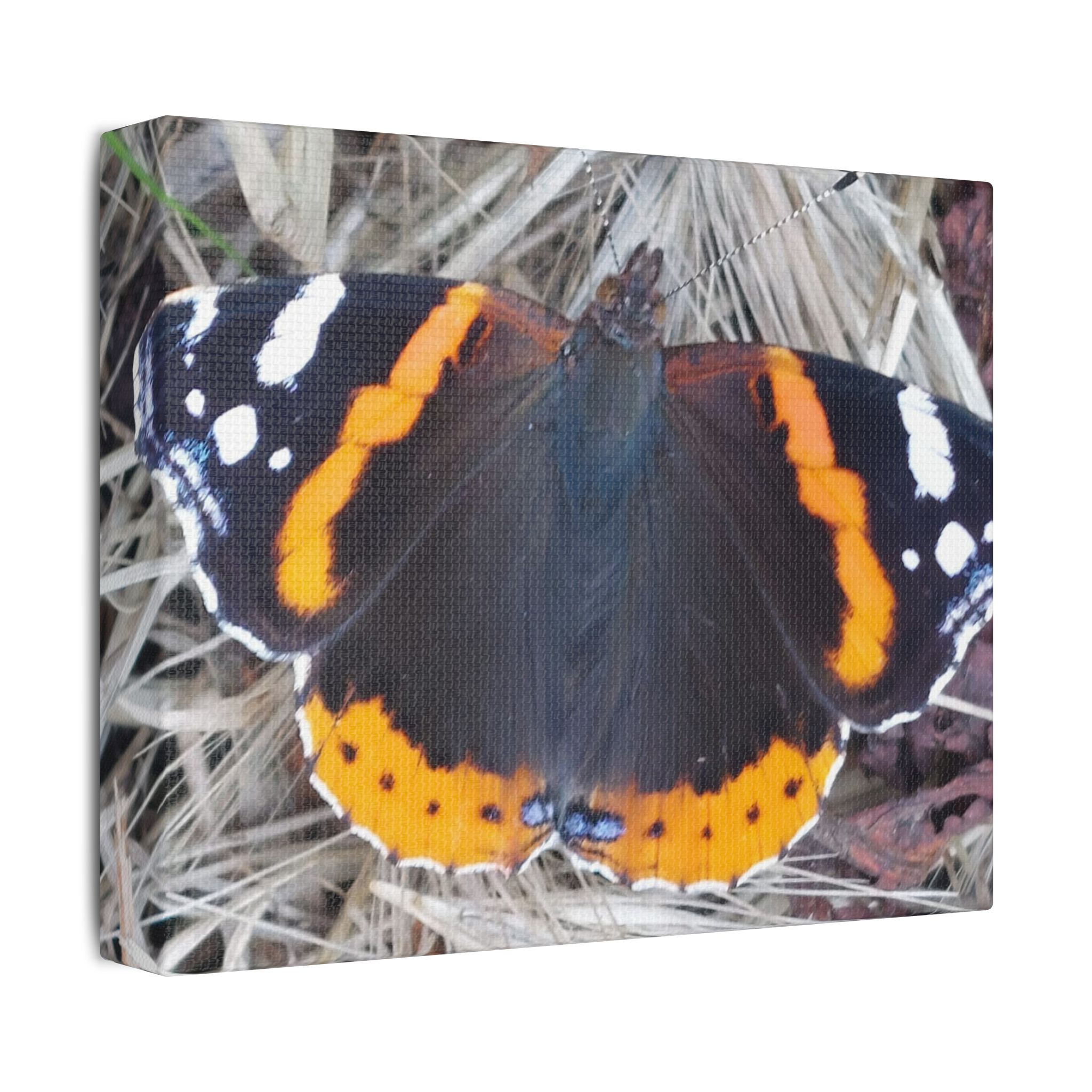 Canvas Print Butterfly On A Summers Day - Image 6